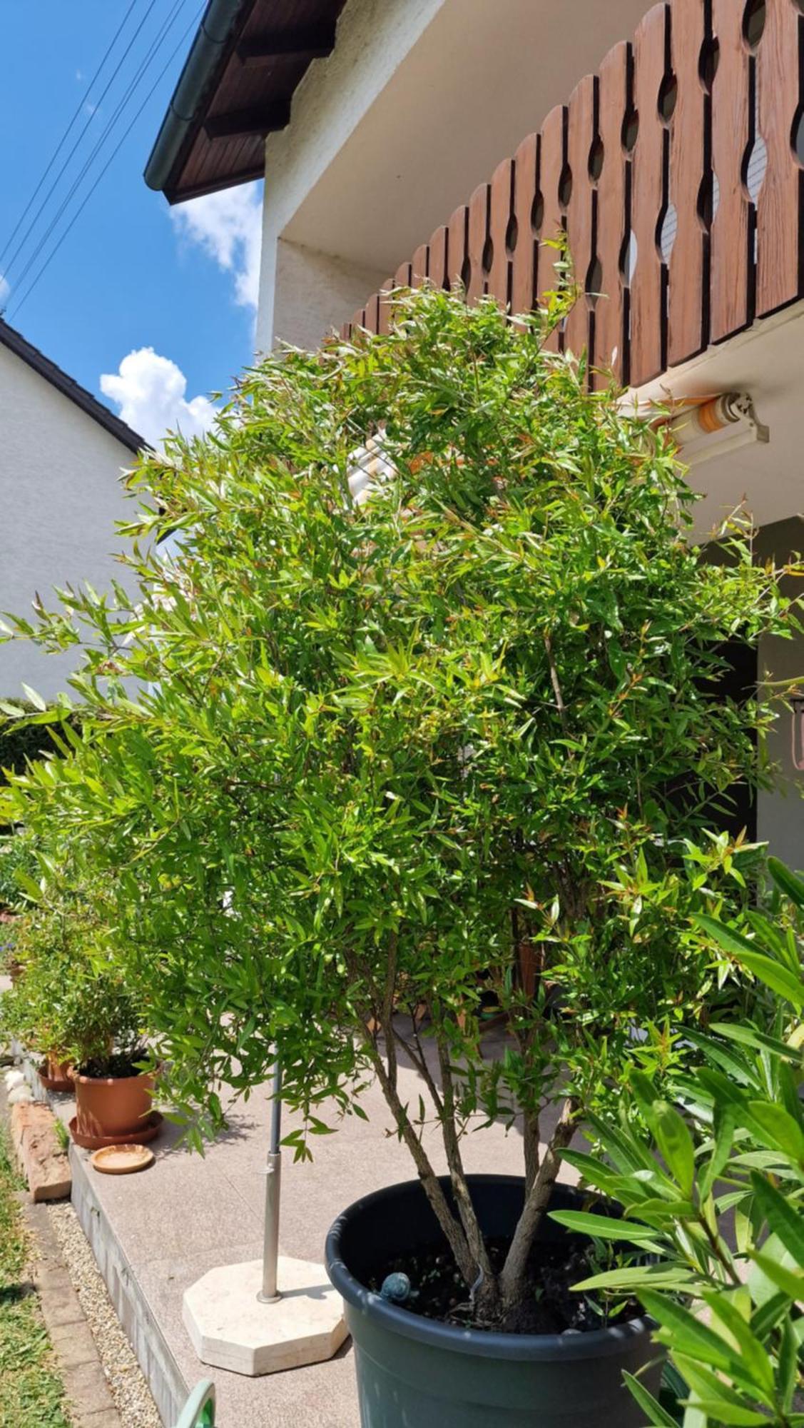 Ferienwohnung Wiesental 89331 Burgau, Wiesentalstrasse 1 Eksteriør billede